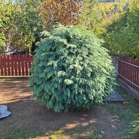 карпатських гір Novyi Mizun'